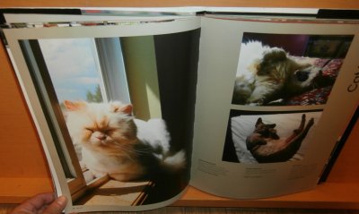 画像1: 洋書 猫写真集 Cats 24/7 Extraordinary Photographs of Wonderful Cats 子猫/猫/ネコ/ねこ