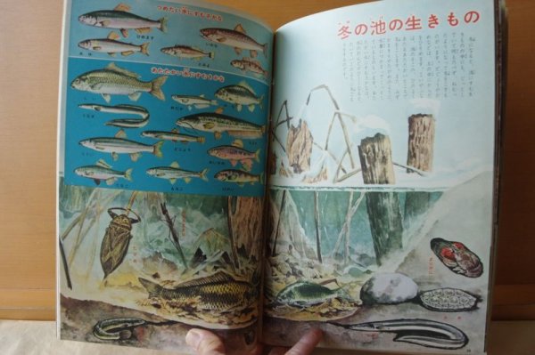 画像4: こども科学館 1961年12号 かわやいけのいきもの/戸川幸夫x山川惣治/昭和36年/昭和レトロ/子供科学館 (4)