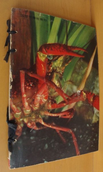 画像2: こども科学館 1961年12号 かわやいけのいきもの/戸川幸夫x山川惣治/昭和36年/昭和レトロ/子供科学館 (2)