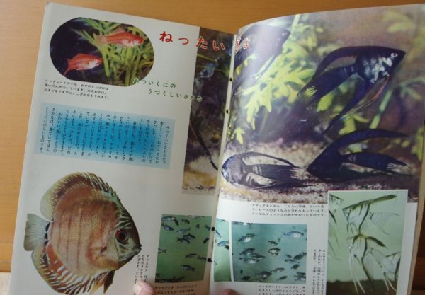 画像3: こども科学館 1961年12号 かわやいけのいきもの/戸川幸夫x山川惣治/昭和36年/昭和レトロ/子供科学館 (3)