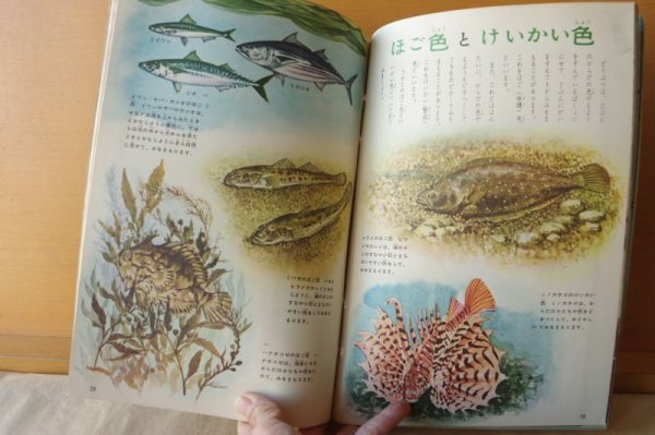 画像5: こども科学館 1961年16号 うみのさかな/戸川幸夫x山川惣治/海の魚/昭和36年/昭和レトロ/子供科学館 (5)