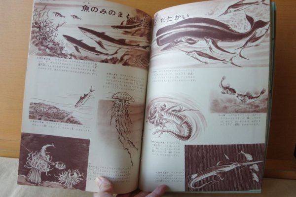 画像4: こども科学館 1961年16号 うみのさかな/戸川幸夫x山川惣治/海の魚/昭和36年/昭和レトロ/子供科学館 (4)