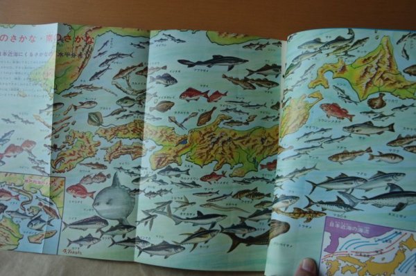 画像3: こども科学館 1961年16号 うみのさかな/戸川幸夫x山川惣治/海の魚/昭和36年/昭和レトロ/子供科学館 (3)